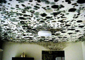 ceilingmold.jpg